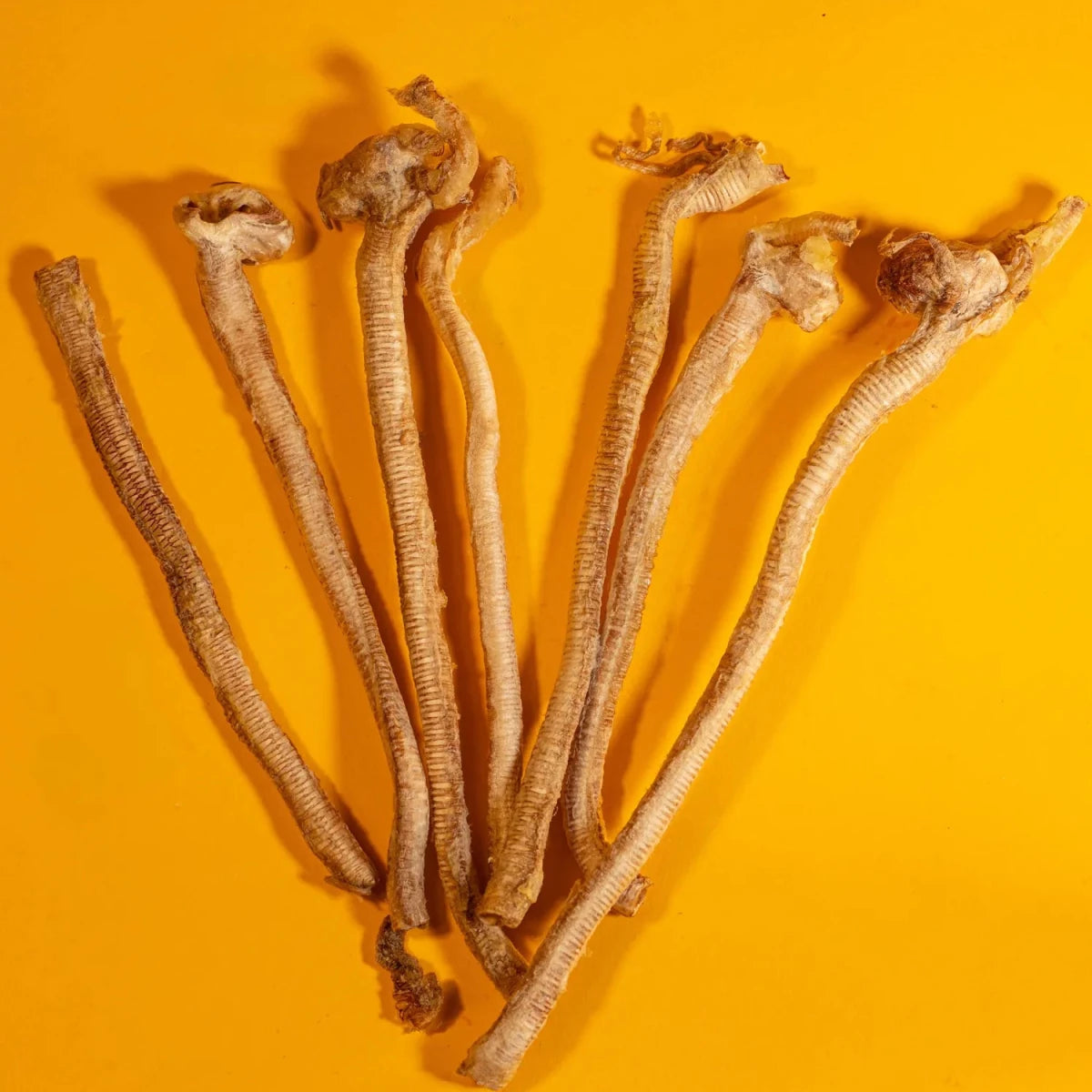 Freeze-Dried Duck Tracheas Treats for Dogs & Cats - Individual - Golden Nibbles