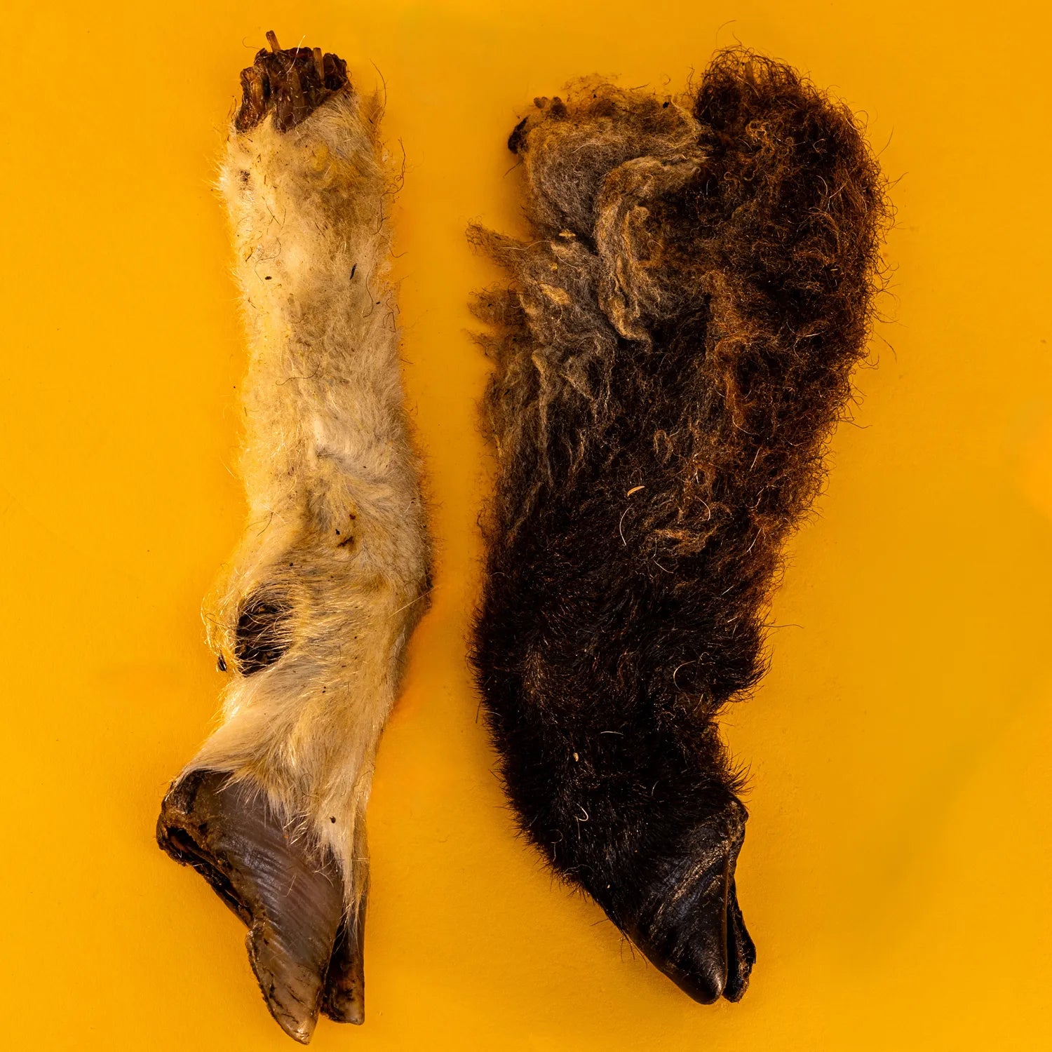 Hairy Lamb Trotters for Dogs | Long-Lasting Dehydrated Natural Chews - Limited