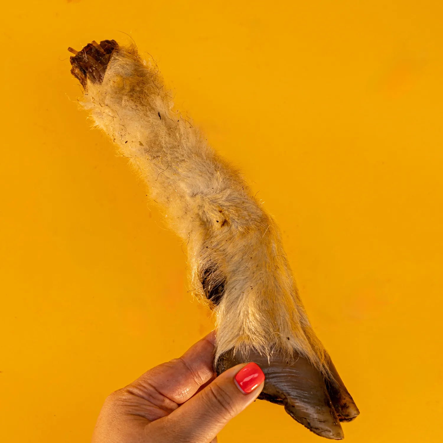 Hairy Lamb Trotters for Dogs | Long-Lasting Dehydrated Natural Chews - Limited