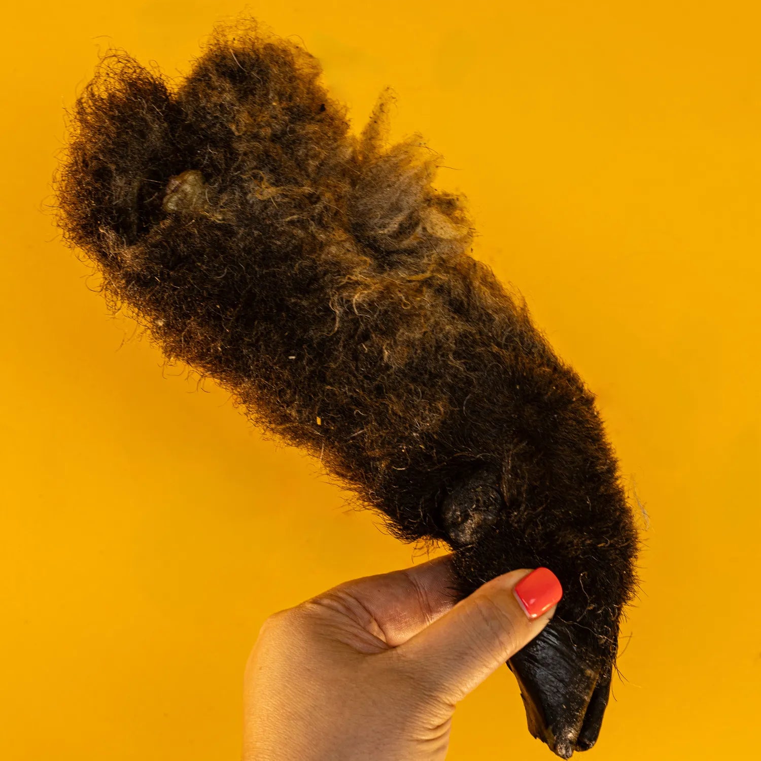 Hairy Lamb Trotters for Dogs | Long-Lasting Dehydrated Natural Chews - Limited