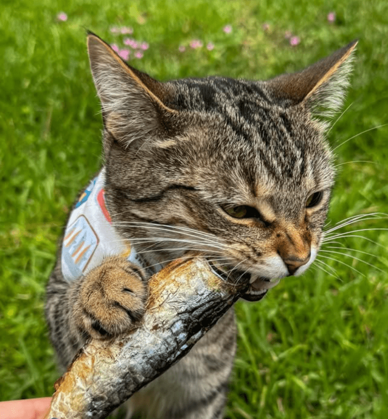 Freeze-Dried Sardines