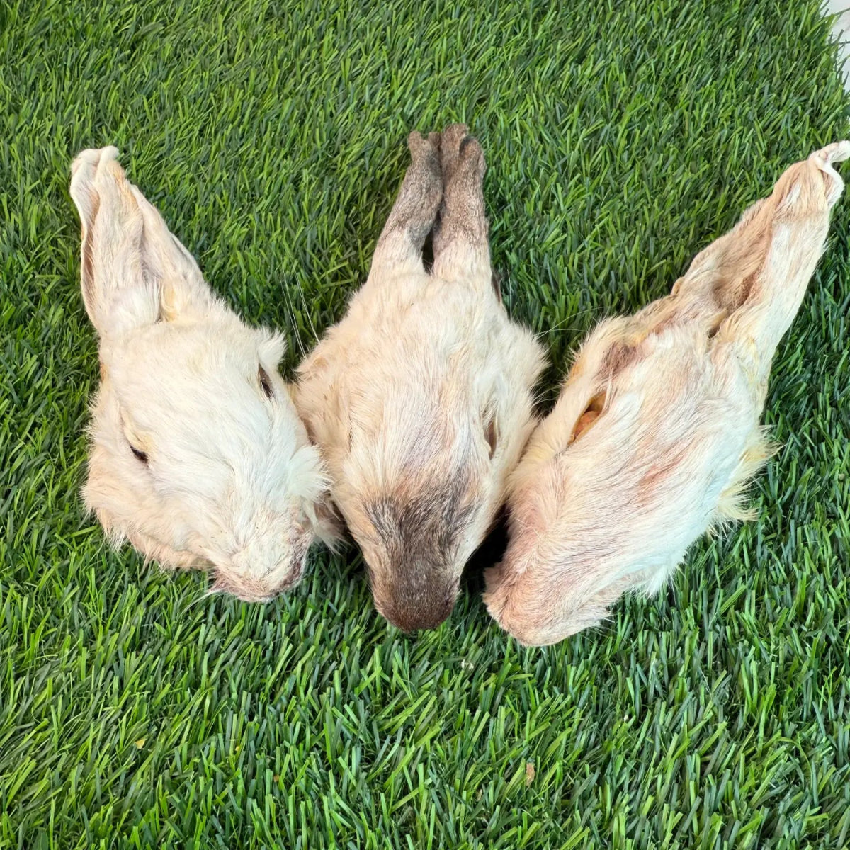 Dehydrated Rabbit Head (Whole)