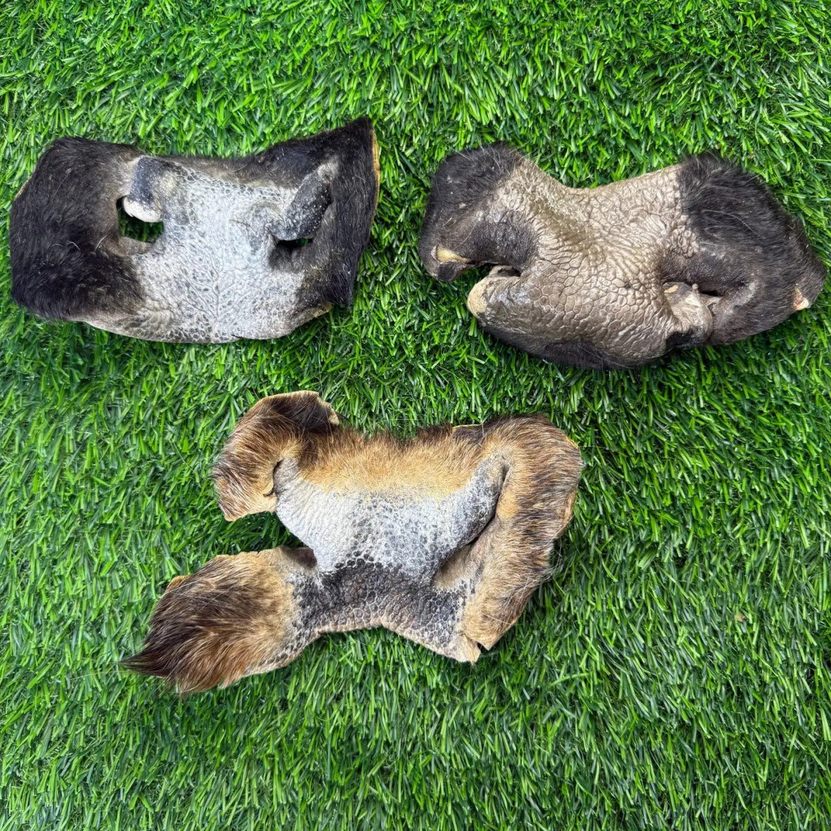 Beef Cow Hairy Snout