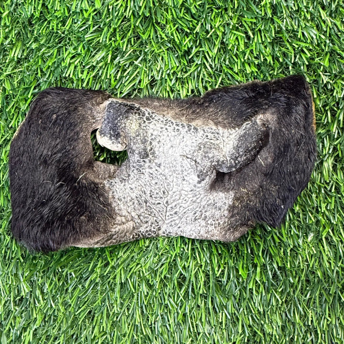Beef Cow Hairy Snout