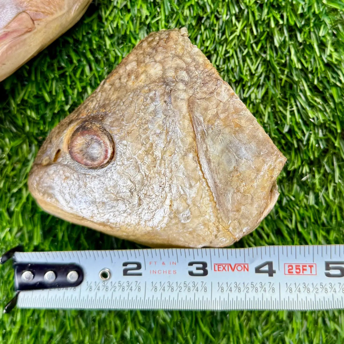 Freeze-Dried Fish Heads