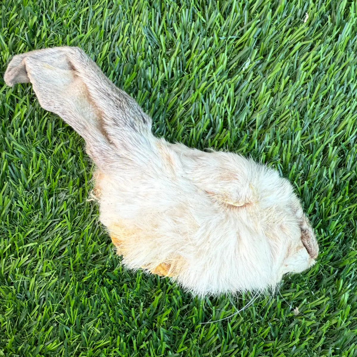 Freeze-Dried Rabbit Half Head