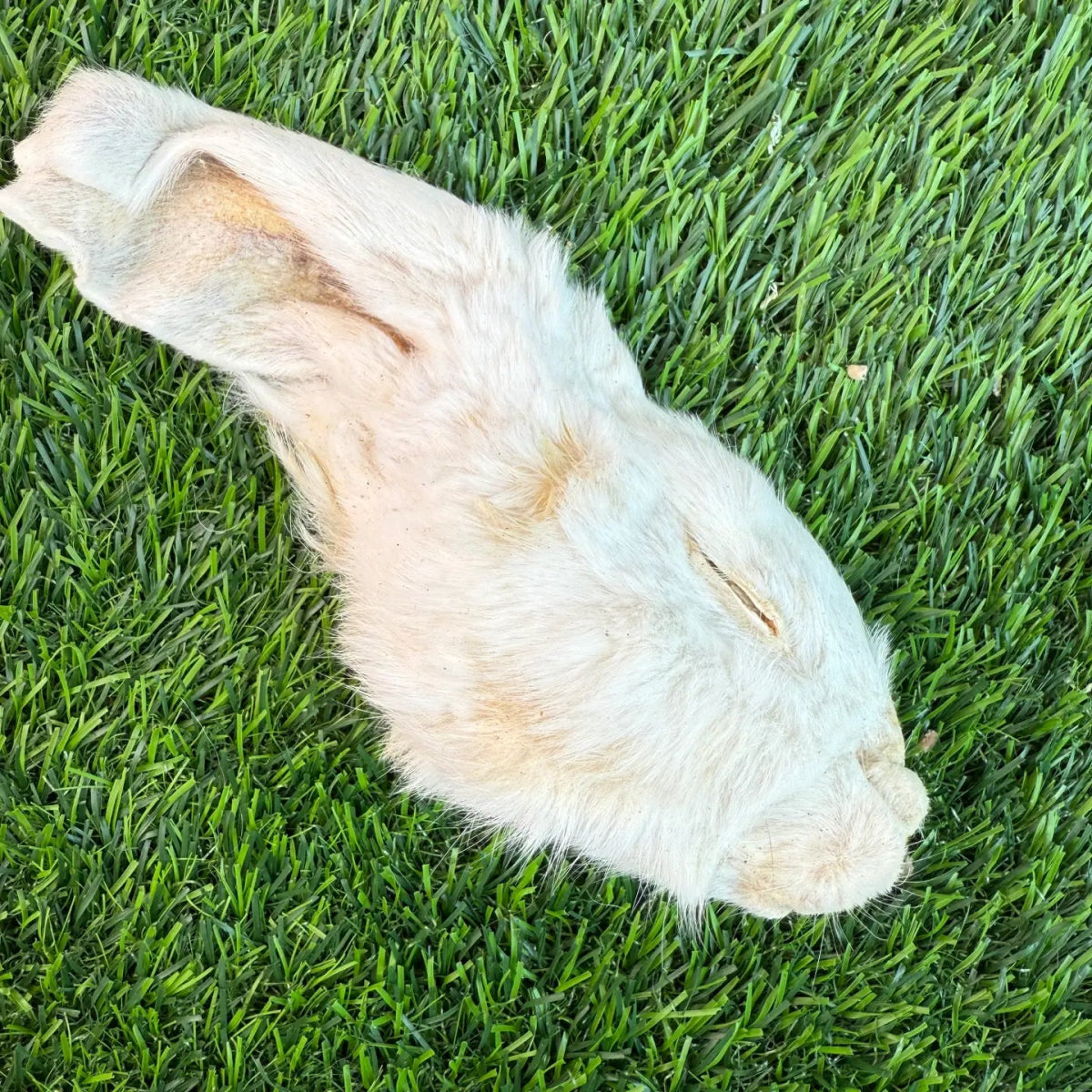Freeze-Dried Rabbit Half Head
