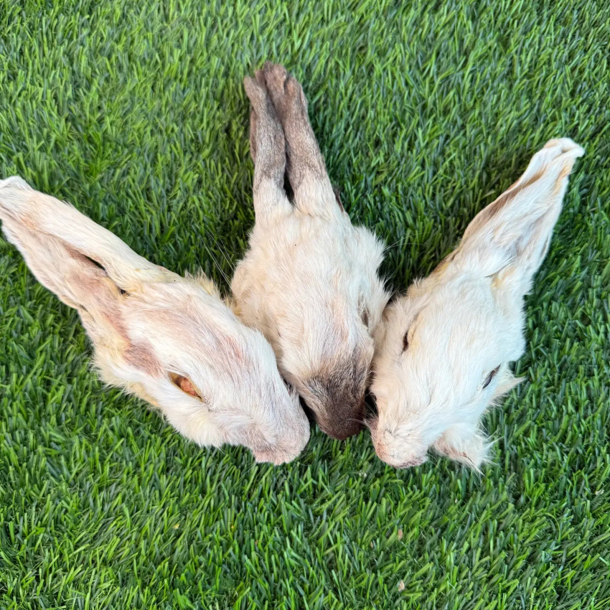 Dehydrated Rabbit Head (Whole)
