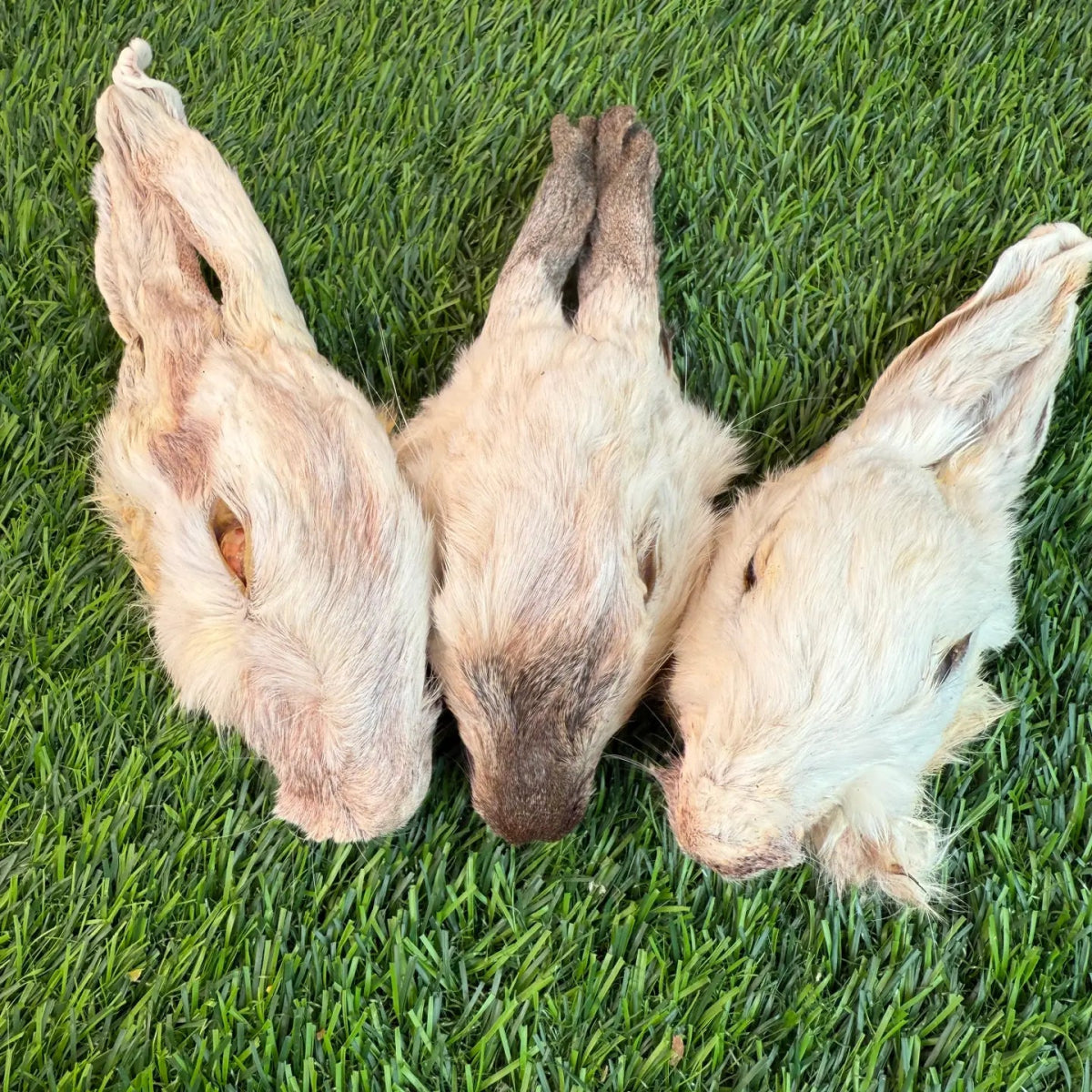 Dehydrated Rabbit Head (Whole)