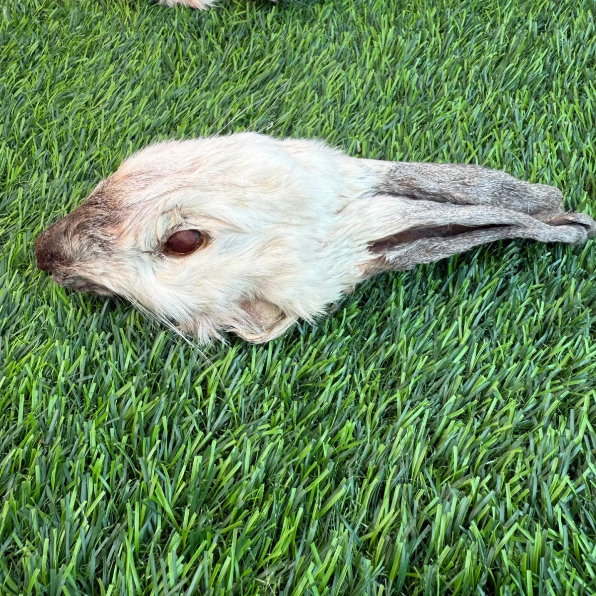 Dehydrated Rabbit Head (Whole)