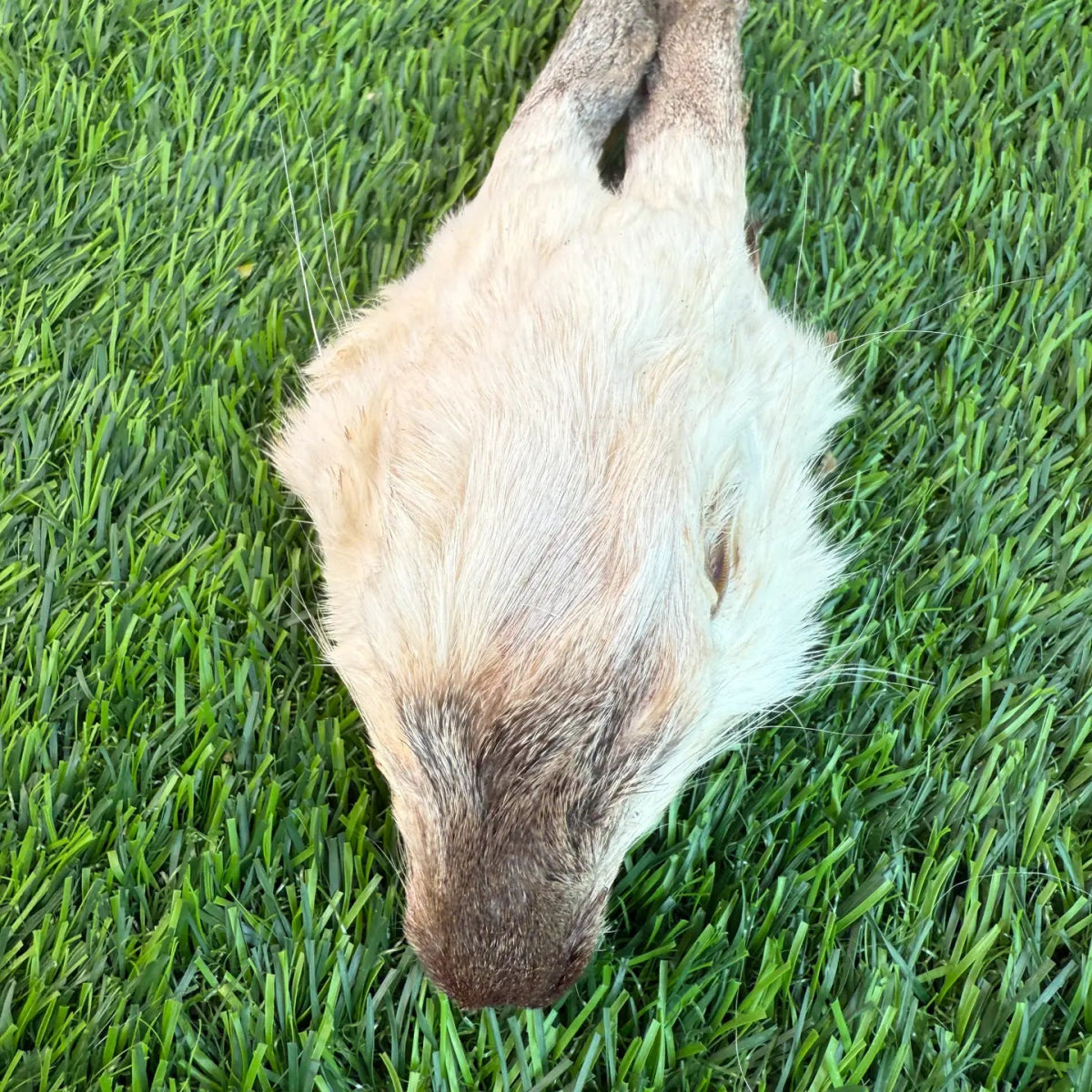 Dehydrated Rabbit Head (Whole)