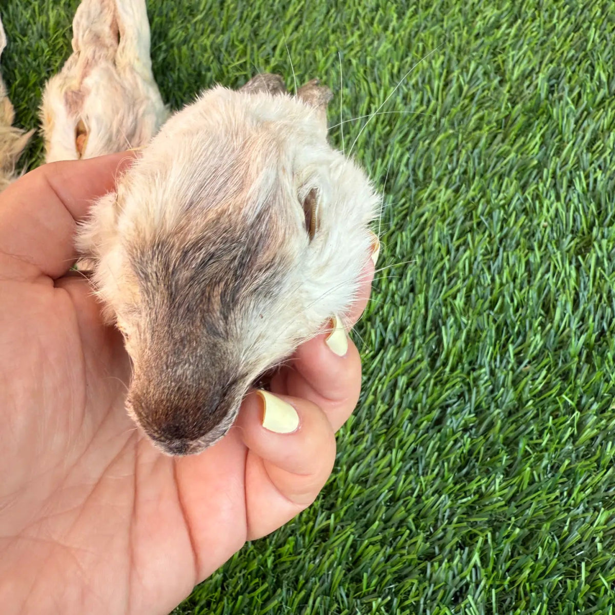 Dehydrated Rabbit Head (Whole)