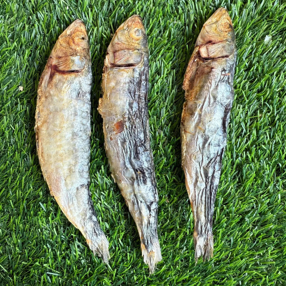 Sardines