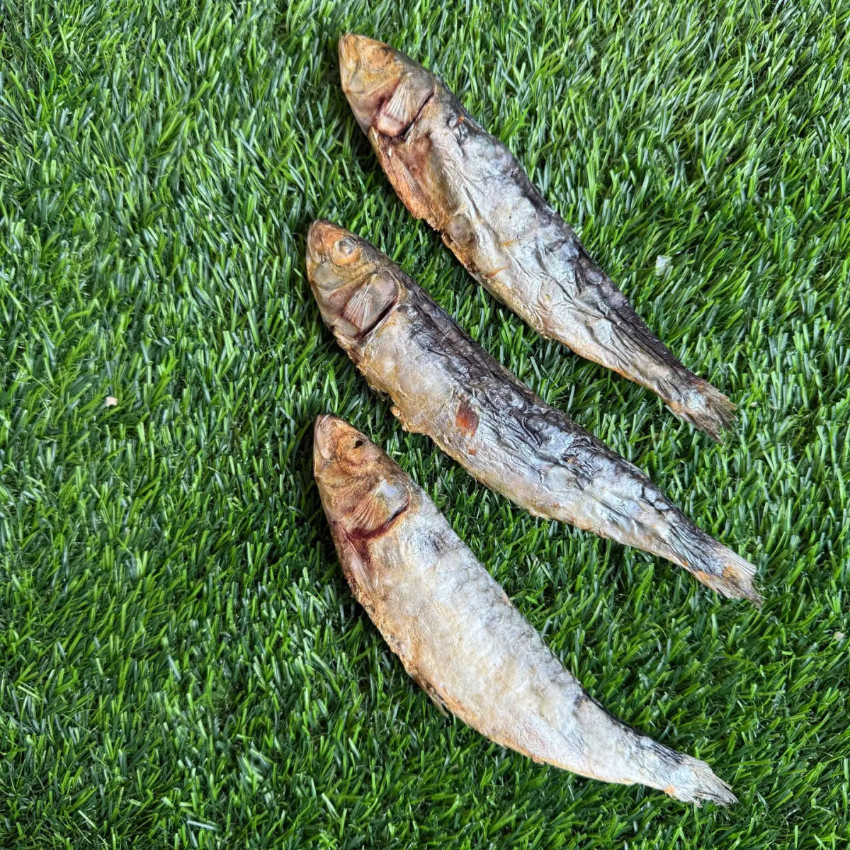 Sardines