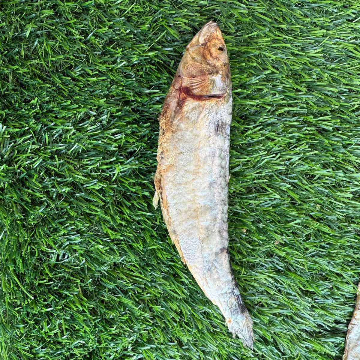 Sardines